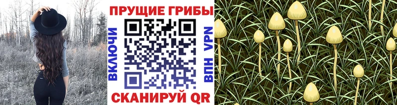 Псилоцибиновые грибы GOLDEN TEACHER  купить наркоту  Ардатов 